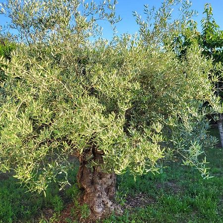 ماكاتييو سورْ شالارْ Lamaison-D'Ose المظهر الخارجي الصورة