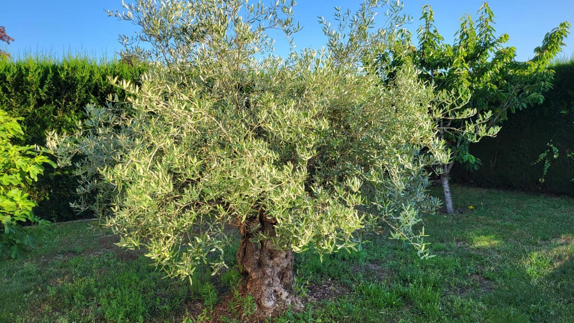 ماكاتييو سورْ شالارْ Lamaison-D'Ose المظهر الخارجي الصورة